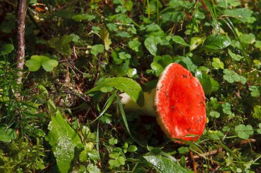 Yosun içinde boletus mantarı.