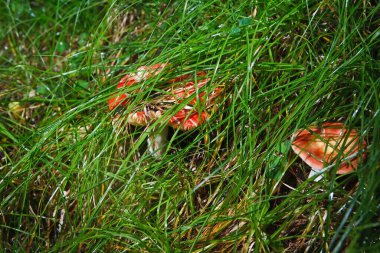 boletus mushroom in the moss clipart