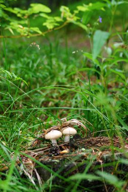 Yosun içinde boletus mantarı.