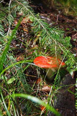 Yosun içinde boletus mantarı.