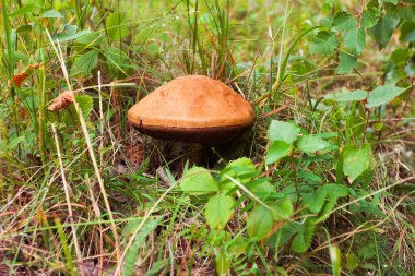 Yosun içinde boletus mantarı.