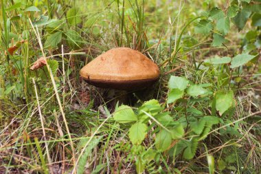 boletus mushroom in the moss clipart