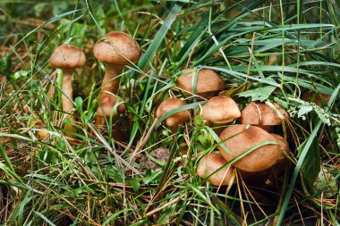 Yosun içinde boletus mantarı.