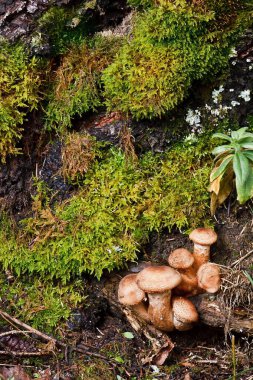 boletus mushroom in the moss clipart