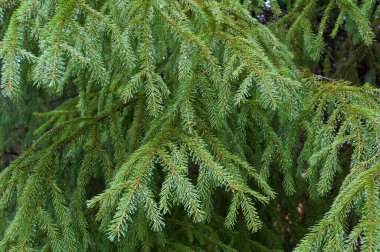 Yeşil orman ağacı desenli arka planlar. Yüksek kalite fotoğraf