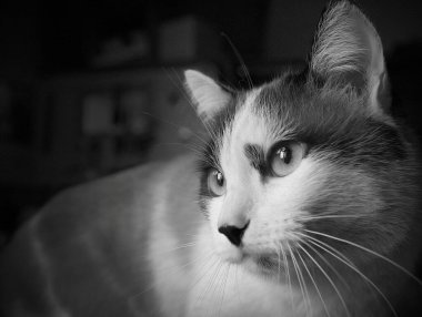 Evin içinde güzel bir kedi var. Yüksek kalite fotoğraf