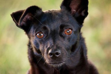 Kapalı bir sokak köpeği, üzgün gözlerle bir şeye bakıyor, evsiz köpek. Yüksek kalite fotoğraf