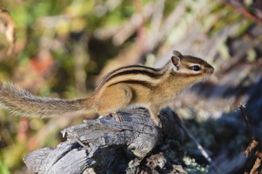 Small beautiful chipmunk in the forest on a tree. High quality photo
