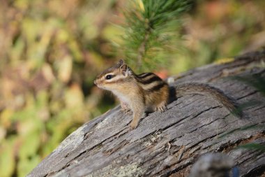 Small beautiful chipmunk in the forest on a tree. High quality photo