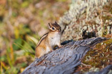 Small beautiful chipmunk in the forest on a tree. High quality photo