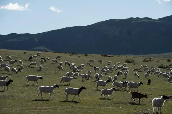 stock image sheep and goats on pasture. High quality photo