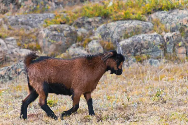 stock image sheep and goats on pasture. High quality photo