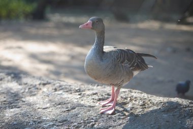 Köydeki kaz çiftliğinde güzel gri kazlar yüksek kaliteli fotoğraflar.