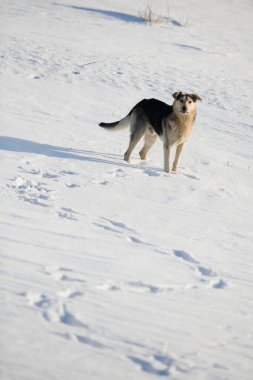 Kapalı bir sokak köpeği, üzgün gözlerle bir şeye bakıyor, evsiz köpek. Yüksek kalite fotoğraf