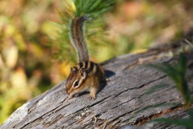 Small beautiful chipmunk in the forest on a tree. High quality photo