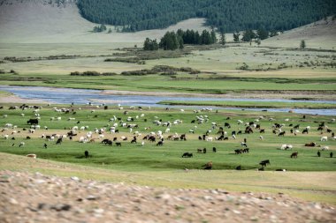 sheep and goats on pasture. High quality photo clipart