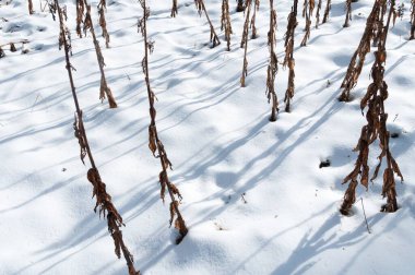 dry grass in the covered by snow. High quality photo clipart