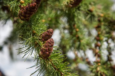 Köknar ağacı dalındaki yeşil bir köknar konisini kapatın. Genç köknar konisi, ucunda pembe ipuçları olan yeşil bir renk gösteriyor. Yüksek kalite fotoğraf