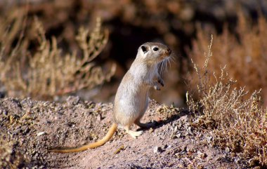 Small beautiful chipmunk in the forest on a tree. High quality photo clipart