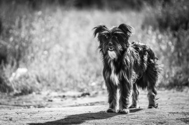 Kapalı bir sokak köpeği, üzgün gözlerle bir şeye bakıyor, evsiz köpek. Yüksek kalite fotoğraf