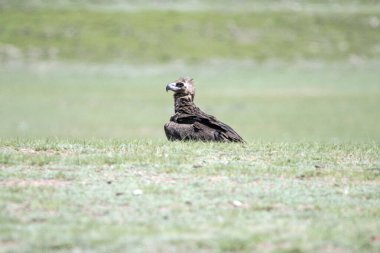Nadir sakallı akbaba, Gypactus Barbatus, Hawk, Alp yaz bitkilerinde oturuyor, kafa kafaya, kopyalama uzayı, yakın plan. Yüksek kalite fotoğraf