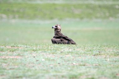Nadir sakallı akbaba, Gypactus Barbatus, Hawk, Alp yaz bitkilerinde oturuyor, kafa kafaya, kopyalama uzayı, yakın plan. Yüksek kalite fotoğraf