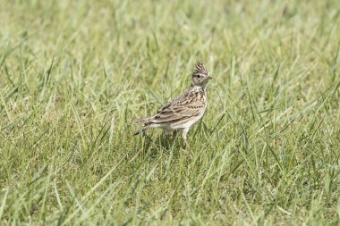 Şirin küçük kuş, güzel kuş. Kuşa yaklaş. Yüksek kaliteli illüstrasyon