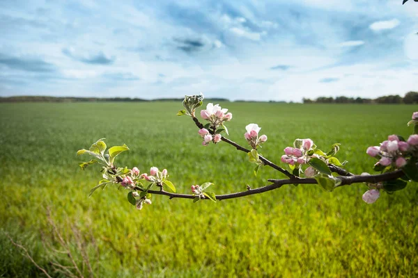 Almanya Nın Mecklenburg Batı Pomerania Kırsalında Yeşil Bir Çayırın Önünde — Stok fotoğraf