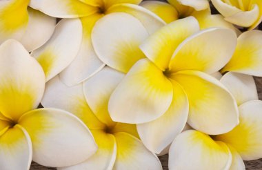 Yeşil yapraklı tropikal tesisat çiçeğiyle sakin bir hayat, duvar sanatı, ev dekorasyonu, tebrik kartı ya da hediye çantası için mükemmel.