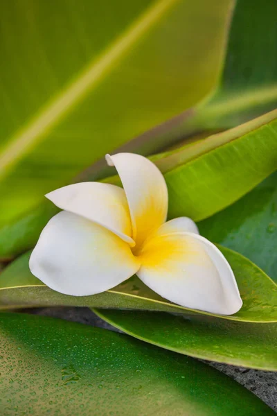 Zen Style Still Life Tropical Plumeria Flower Green Leaf Perfect — Stock Photo, Image