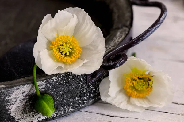 Bílé Mák Květiny Rustikální Talíř Zátiší Ideální Pro Blahopřání Dárkové — Stock fotografie