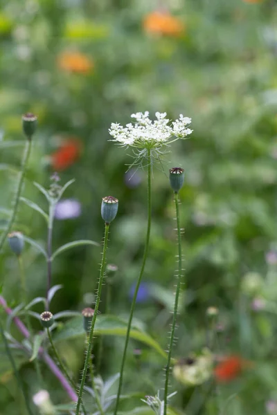 Fleurs Été Capturées Dans Mon Jardin Par Temps Clair Parfaites — Photo