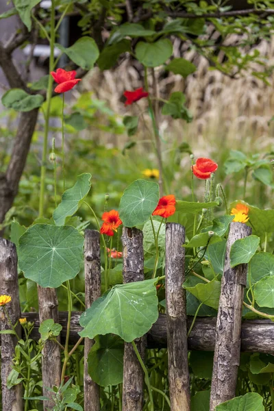 Großaufnahme Von Kapuzinerkresse Sommerblumen Auf Einem Rustikalen Holzzaun Perfekt Für — Stockfoto