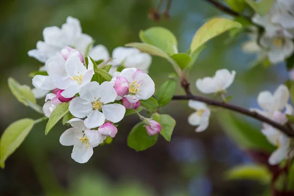 Beyaz Elma Çiçeği Taze Yeşil Yapraklar Lkbaharda Bir Dal Üzerinde — Stok fotoğraf