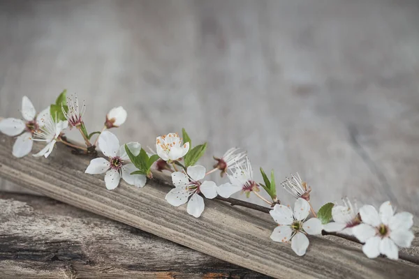 Narin Beyaz Erikli Dal Bir Tahta Parçasında Çiçek Açar Kopya — Stok fotoğraf