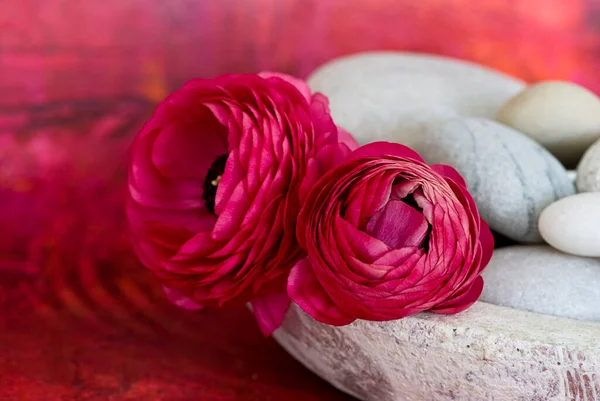 Flor Ranúnculo Colorido Vermelho Rosado Brilhante Perfeito Para Cartão Saudação — Fotografia de Stock