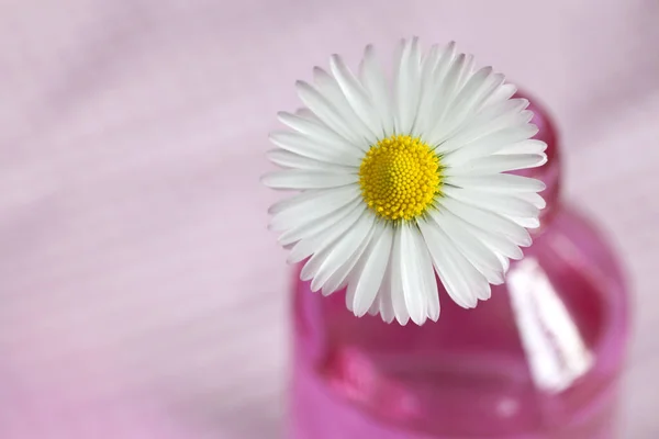 Ρομαντική Μαργαρίτα Λουλούδι Νεκρή Φύση Ένα Λουλούδι Ένα Ροζ Γυάλινο — Φωτογραφία Αρχείου