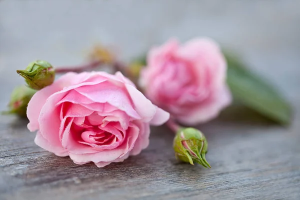 木製の背景にパステルピンクの庭のバラ グリーティングカードに最適です ギフトボックスやカレンダー画像 — ストック写真