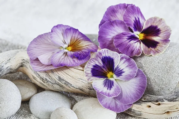 Lovely Still Life Purple Pansies Perfect Greeting Card Calendar Image — Stock Photo, Image