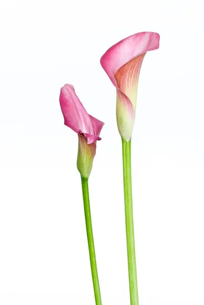 Krásné Růžové Calla Květiny Bílém Pozadí — Stock fotografie