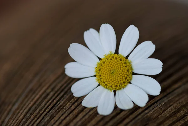Százszorszép Virág Barna Háttér — Stock Fotó