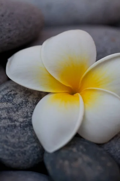 Zen Stílus Csendes Élet Trópusi Pluméria Virág Sima Szürke Kavicsos — Stock Fotó