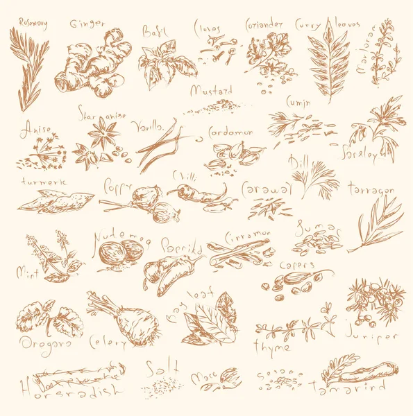 手绘草本植物和香料 烹调和烹调用的草药和补充剂 餐馆菜单设计的矢量插图集 — 图库矢量图片