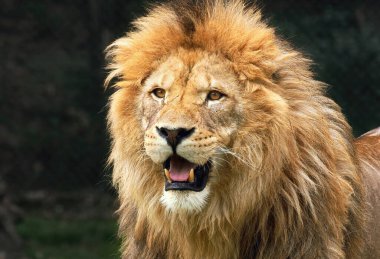 İtalya, Novara 'daki Safari Parkı' ndan aslan portresi.