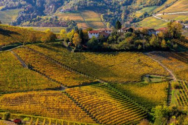Kuzey İtalya, Piedmont 'taki tepelerde renkli üzüm bağlarının manzarası büyür..