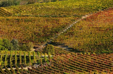 Kuzey İtalya, Piedmont 'taki Langhe bölgesinin tepelerinde renkli üzüm bağları.
