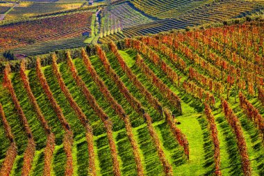 Piedmont, İtalya 'daki Langhe bölgesinde Barolo yakınlarındaki tepelerde renkli üzüm bağları..