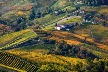Renkli sonbahar üzüm bağları ve Piedmont, İtalya 'daki Langhe tepelerindeki küçük köy manzarası.