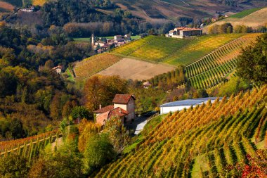 İtalya 'nın Piedmont kentindeki Langhe tepelerindeki rengarenk üzüm bağlarının ve kırsal evlerin yukarıdan görünüşü.