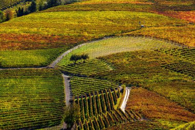 Piedmont, İtalya 'daki tepelerdeki renkli sonbahar üzüm bağlarının güzel manzarası.